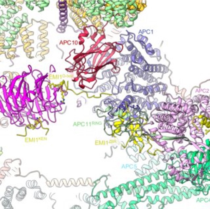 Metalloprotein Analysis